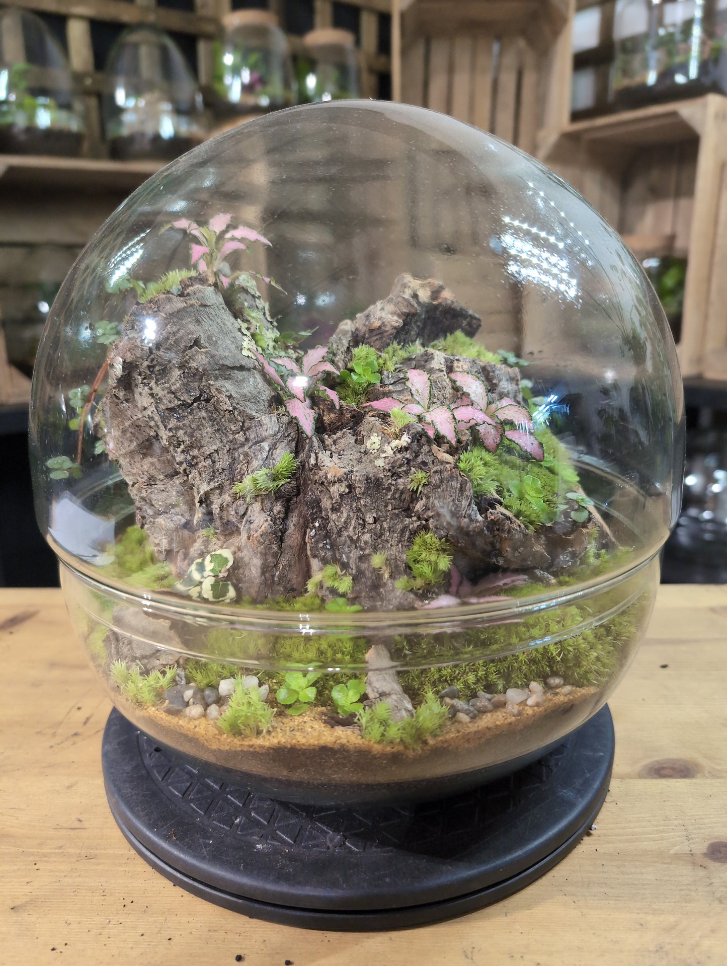 Premade Terrariums