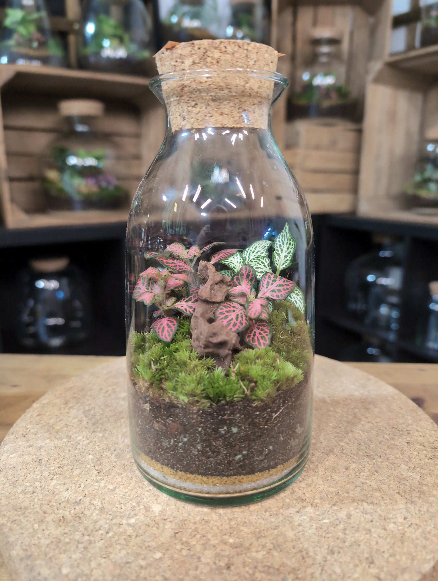 Ready-made Terrarium – Chloe Jar