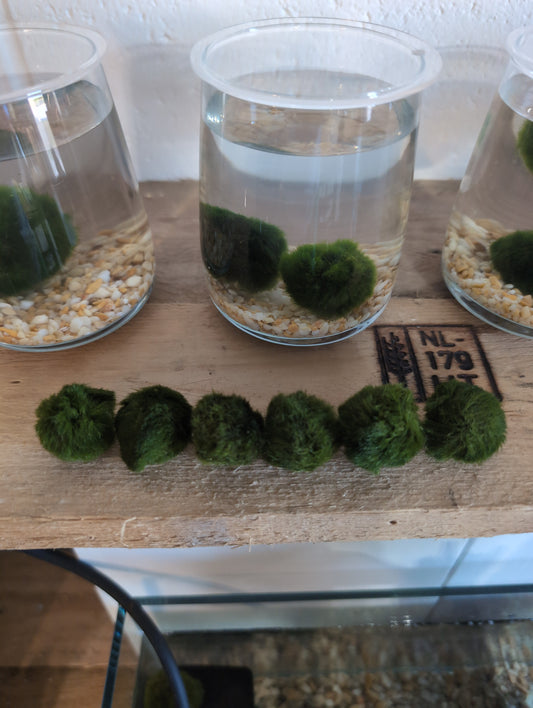Small Moss Ball
