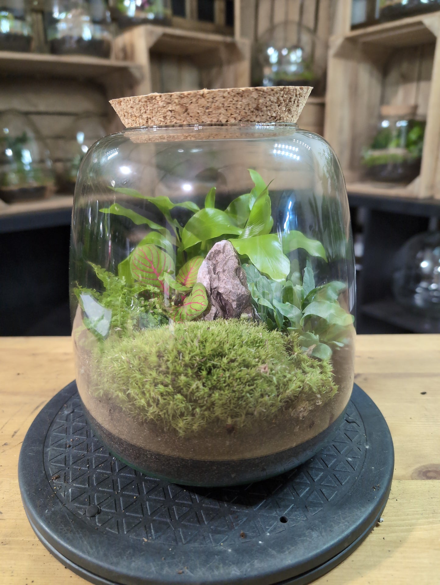 Premade Terrariums