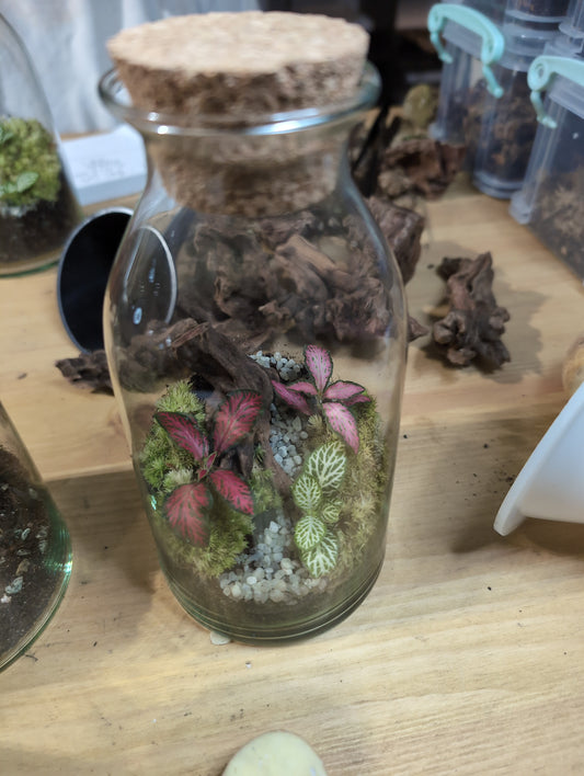 Ready-made Terrarium - 'Andy'