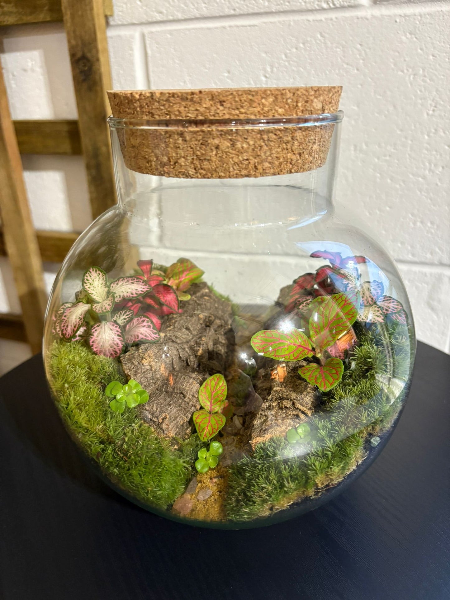 Ready-made Terrarium – George Jar
