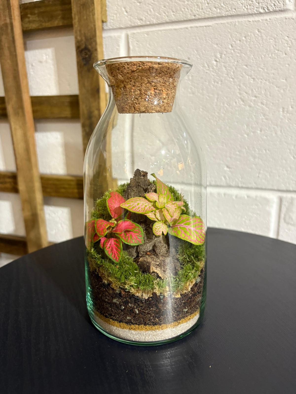 Ready-made Terrarium – Chloe Jar