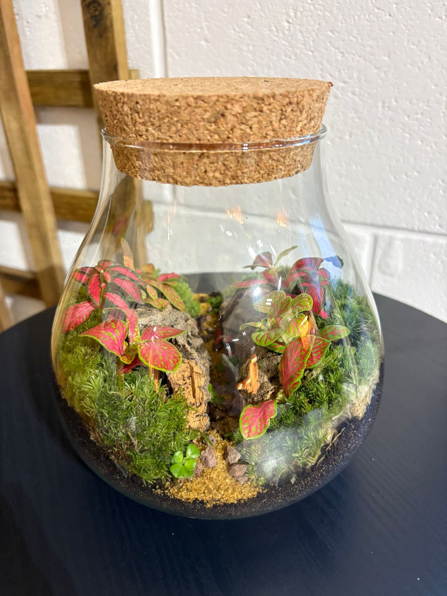 Ready-made Terrarium – Fran Jar