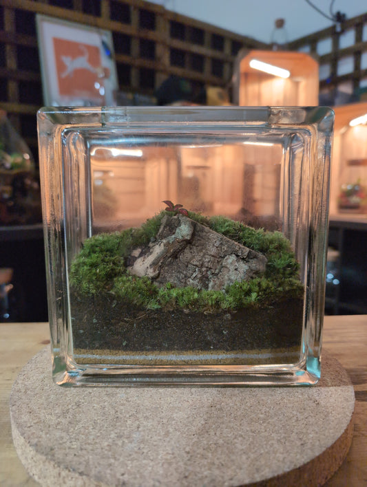 Ready-made Terrarium – Unique Jar