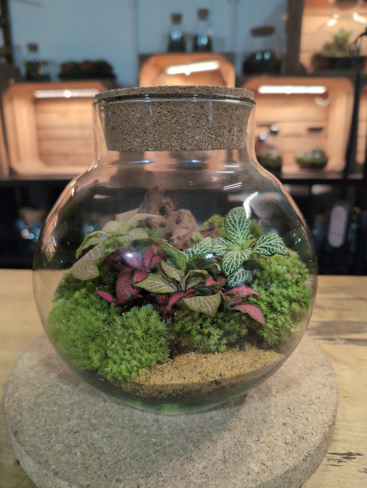 Ready-made Terrarium – George Jar