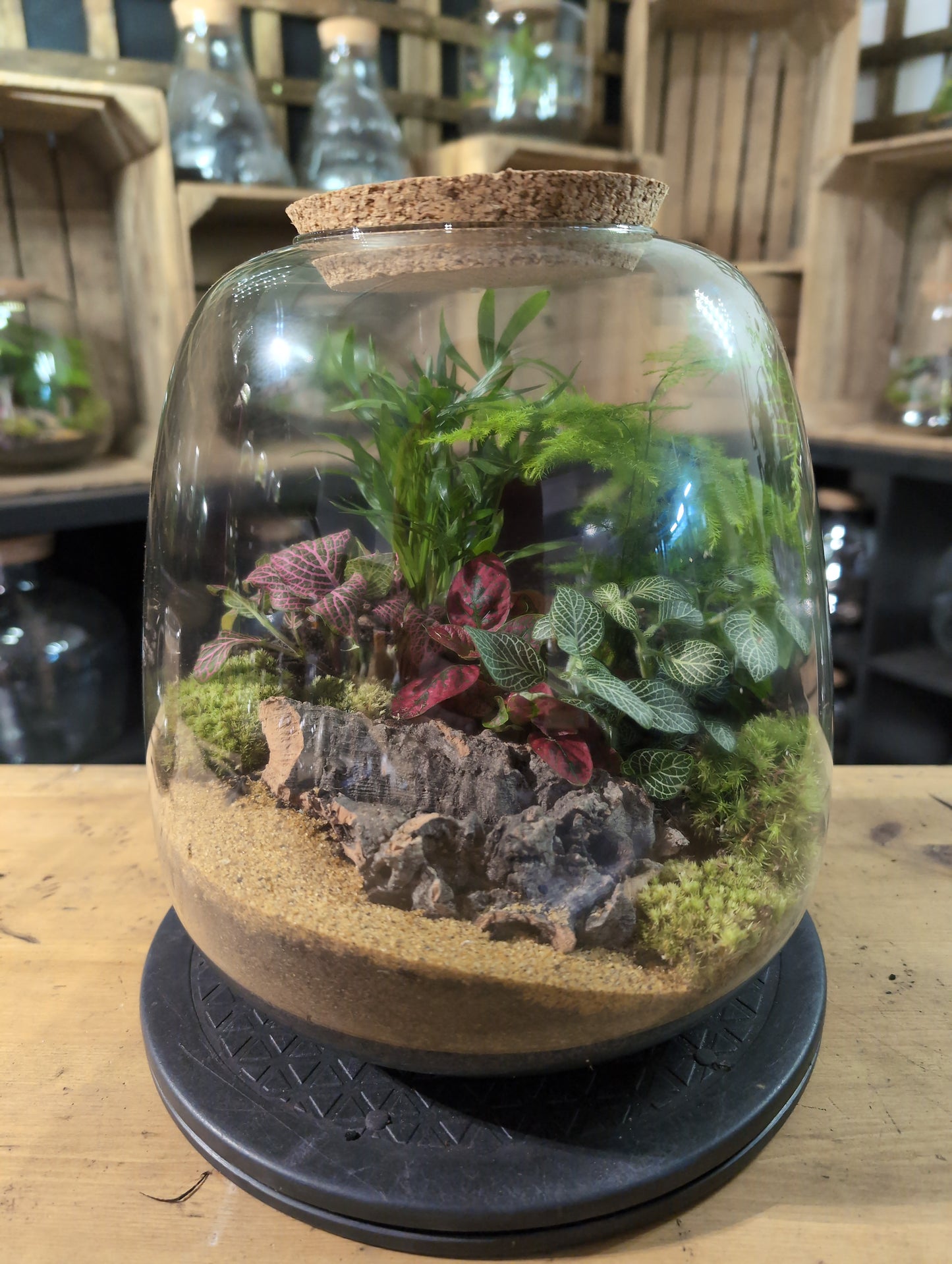 Premade Terrariums