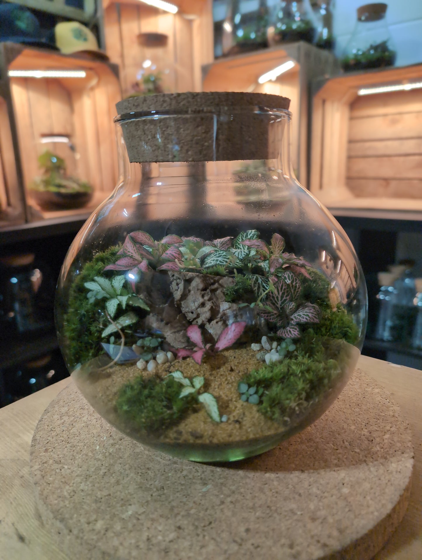 Ready-made Terrarium – George Jar