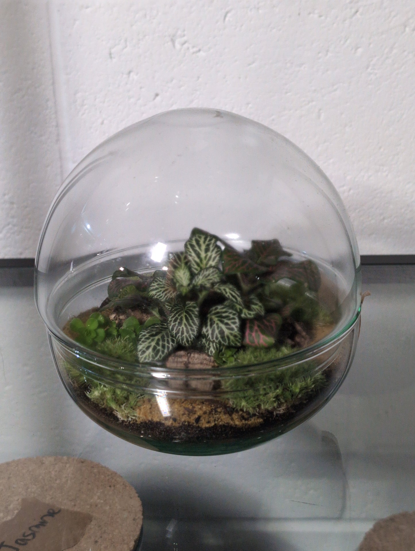 Karen - Premade Terrarium