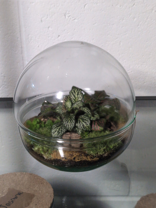 Karen - Premade Terrarium