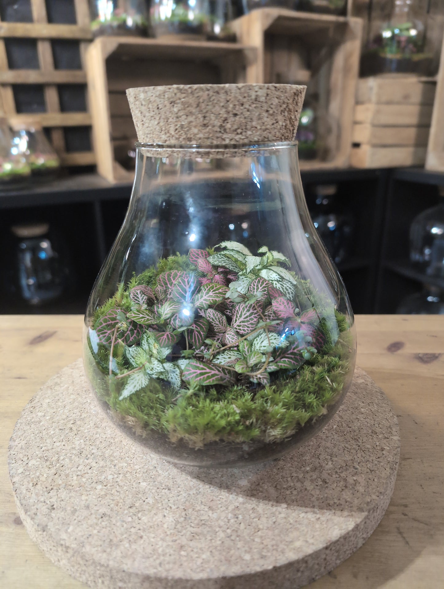 Ready-made Terrarium – Fran Jar