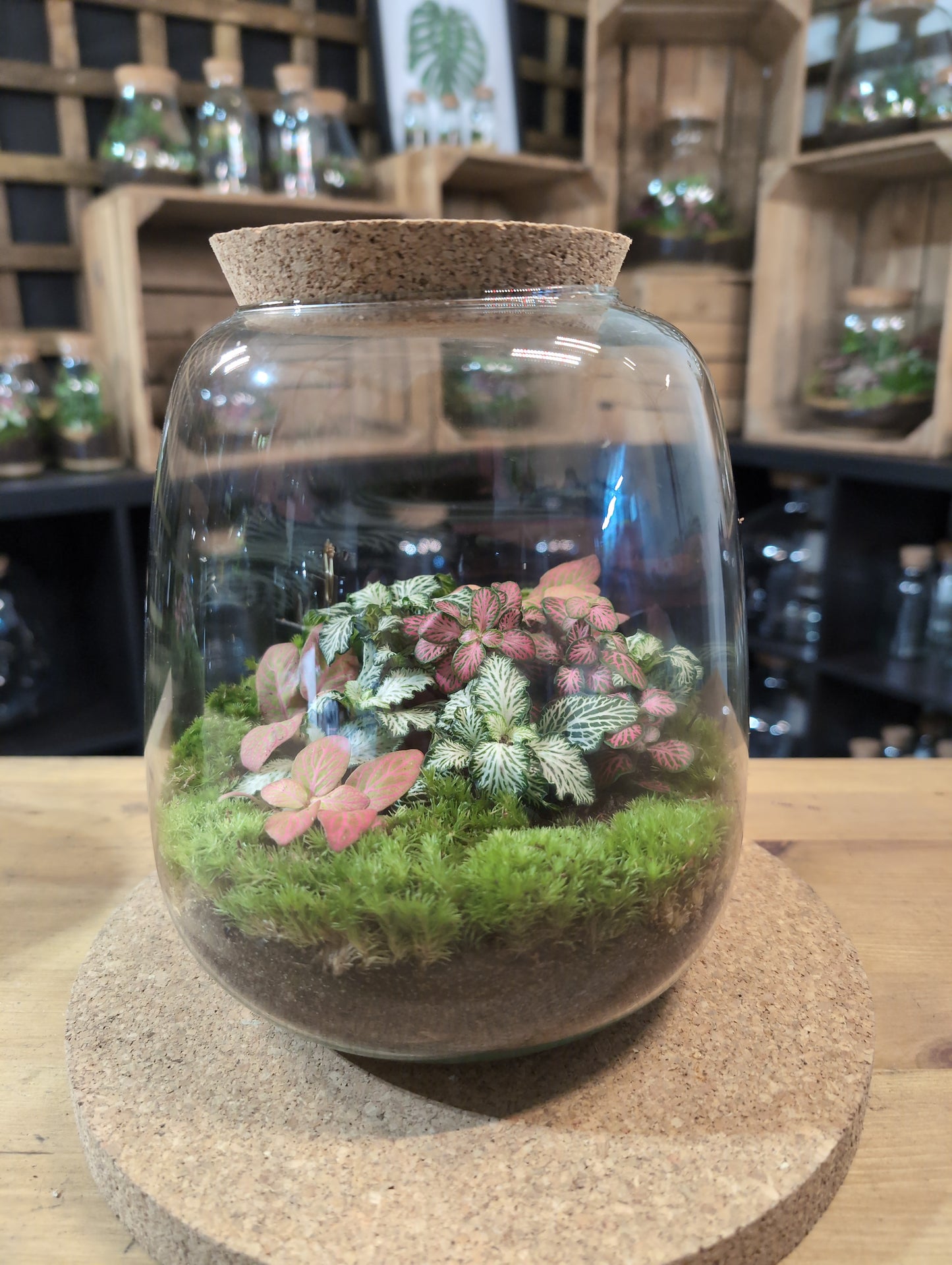 Ready-made Terrarium – Anna Jar