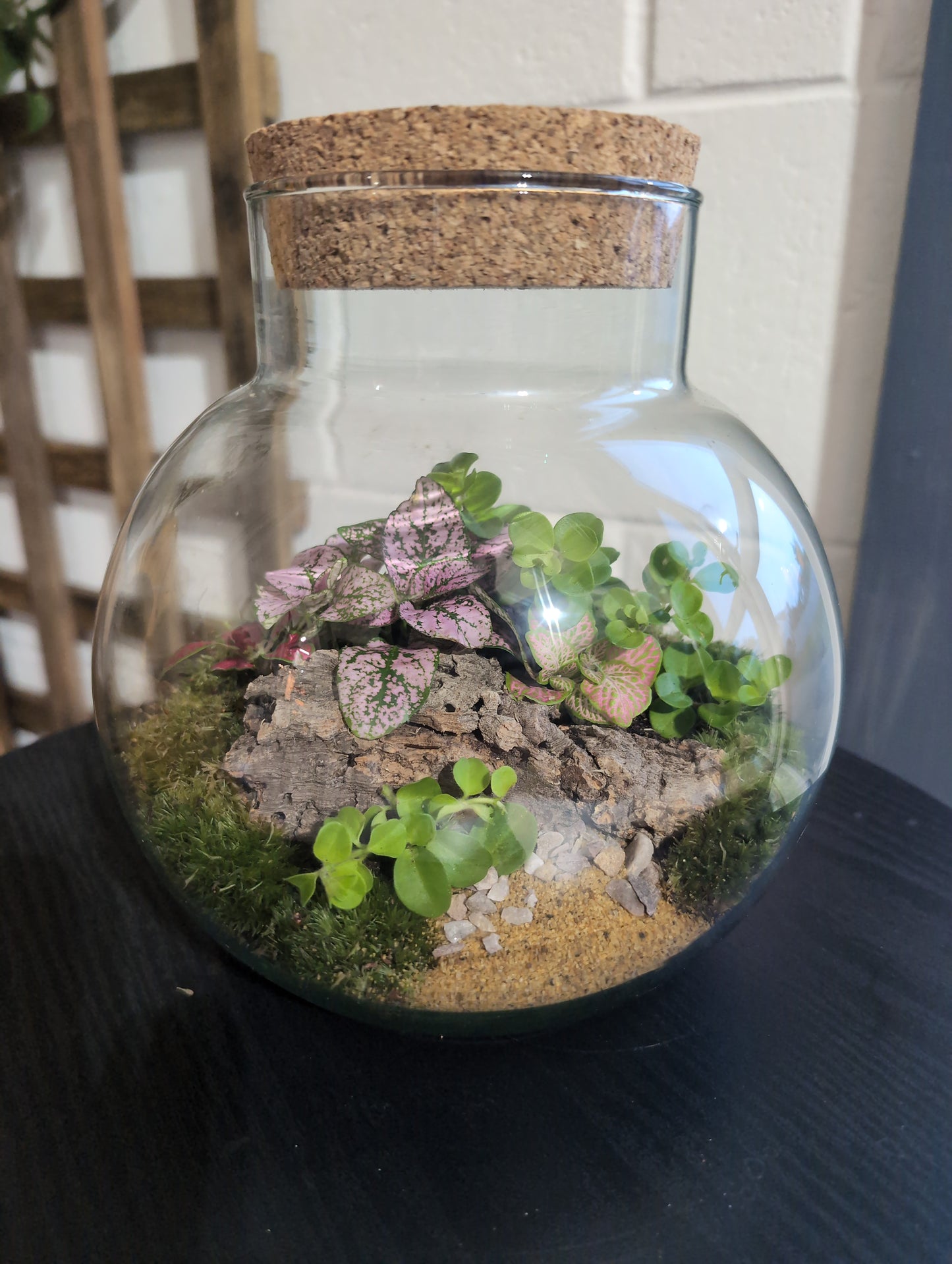 Ready-made Terrarium – George Jar