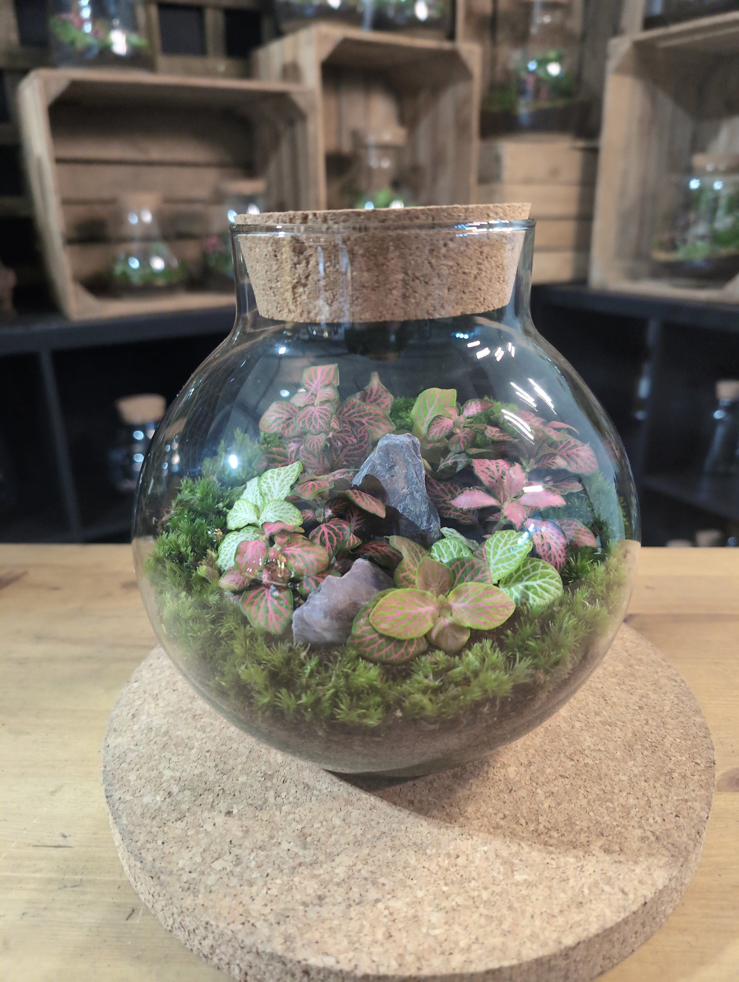 Ready-made Terrarium – George Jar