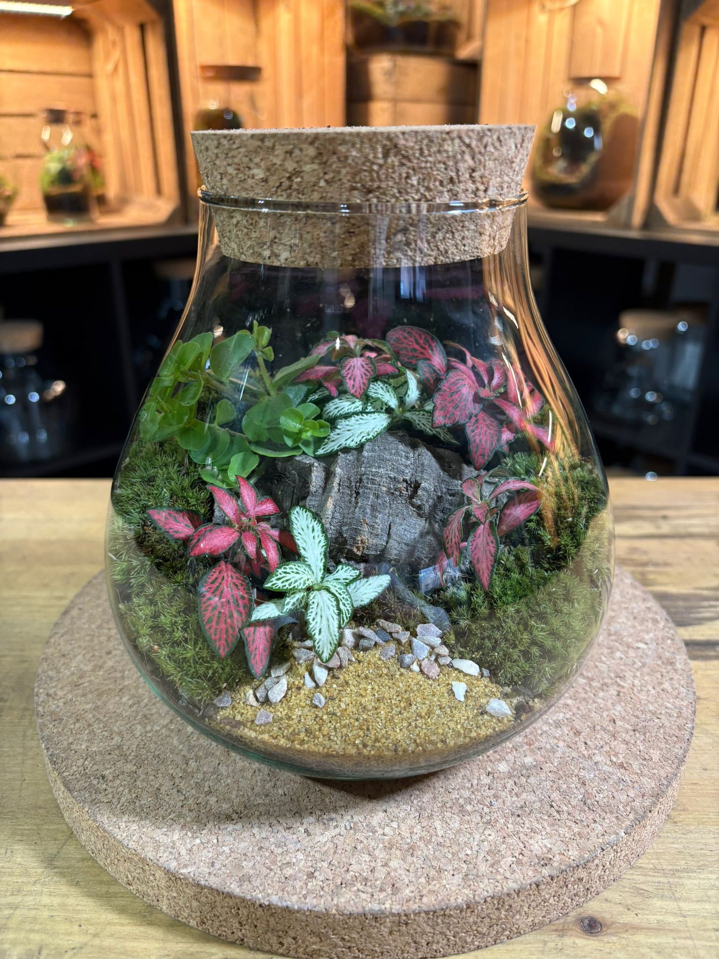 Ready-made Terrarium – Fran Jar