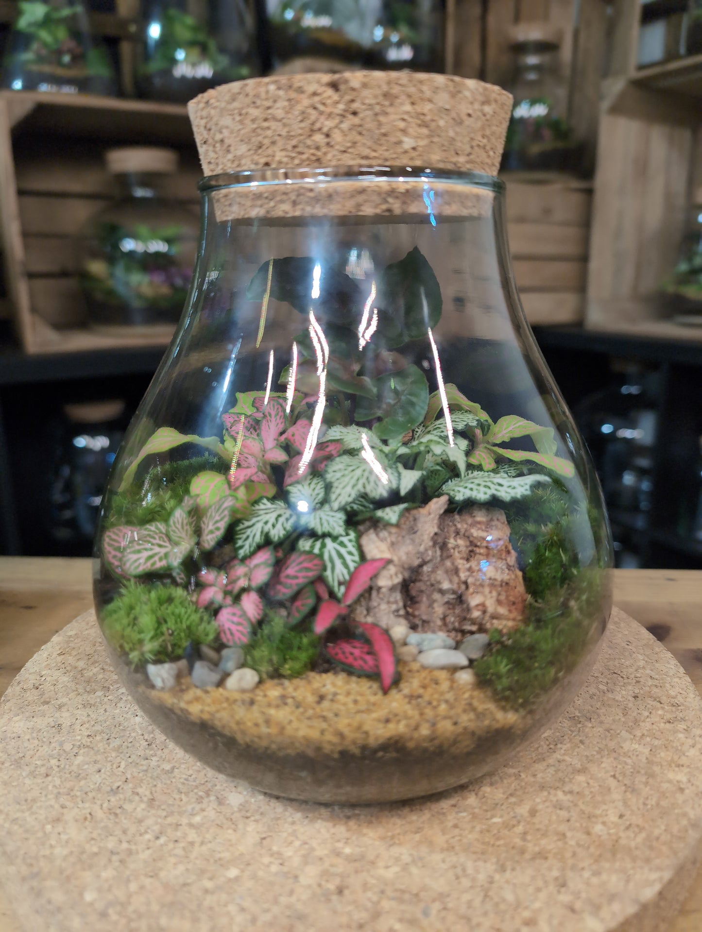 Ready-made Terrarium – Fran Jar