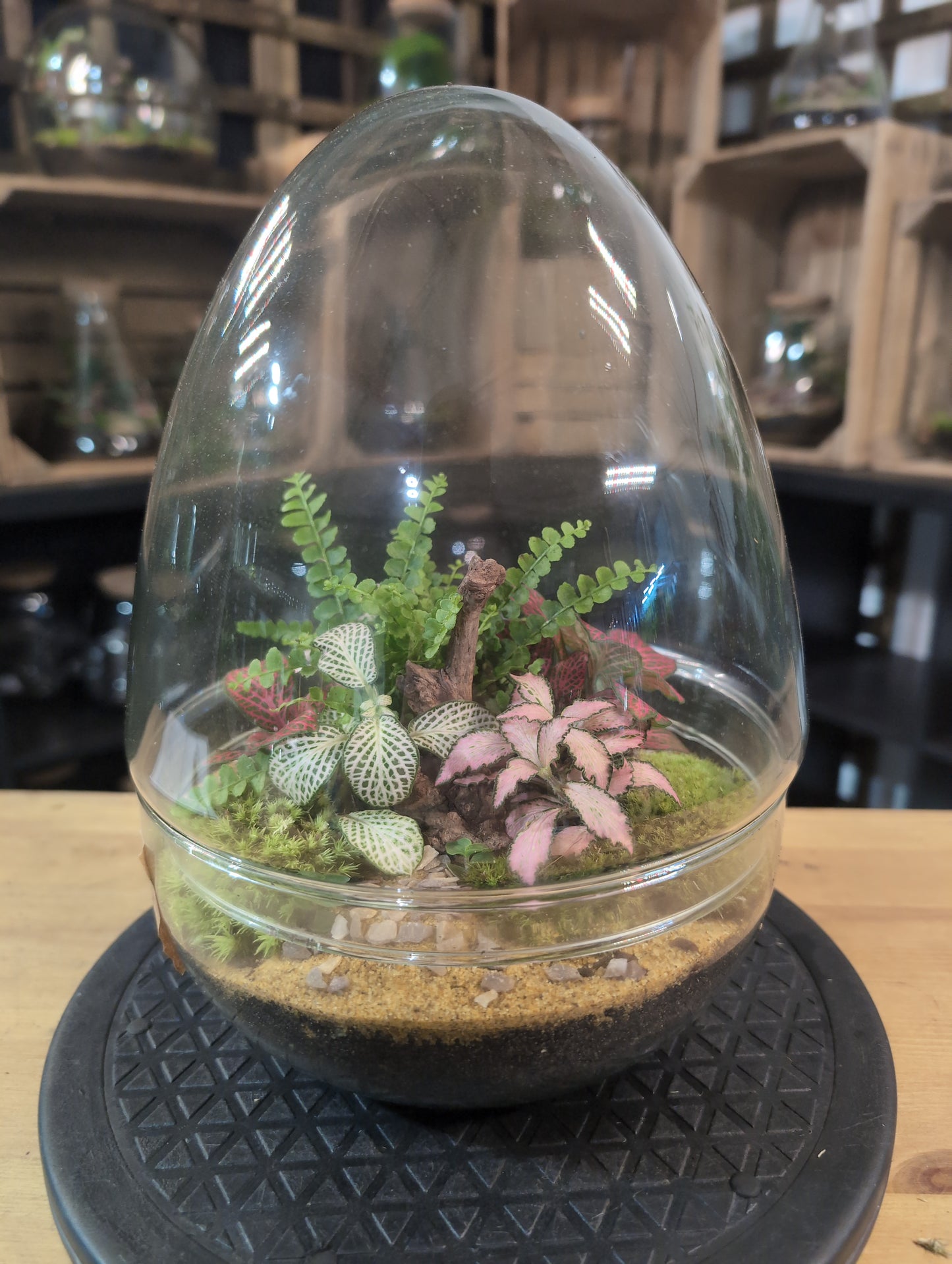 Premade Terrariums