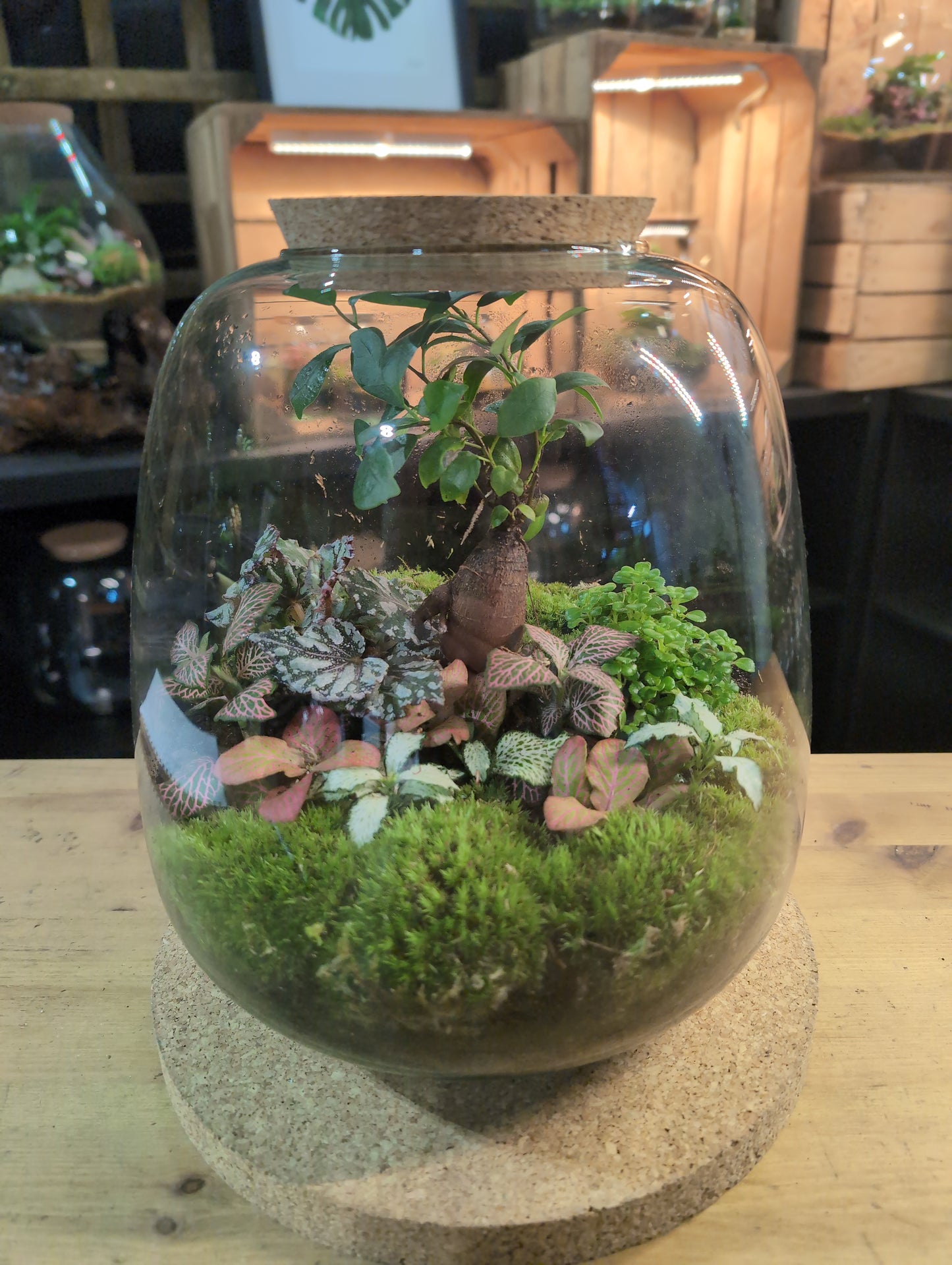 Ready-made Terrarium – Hannah Jar