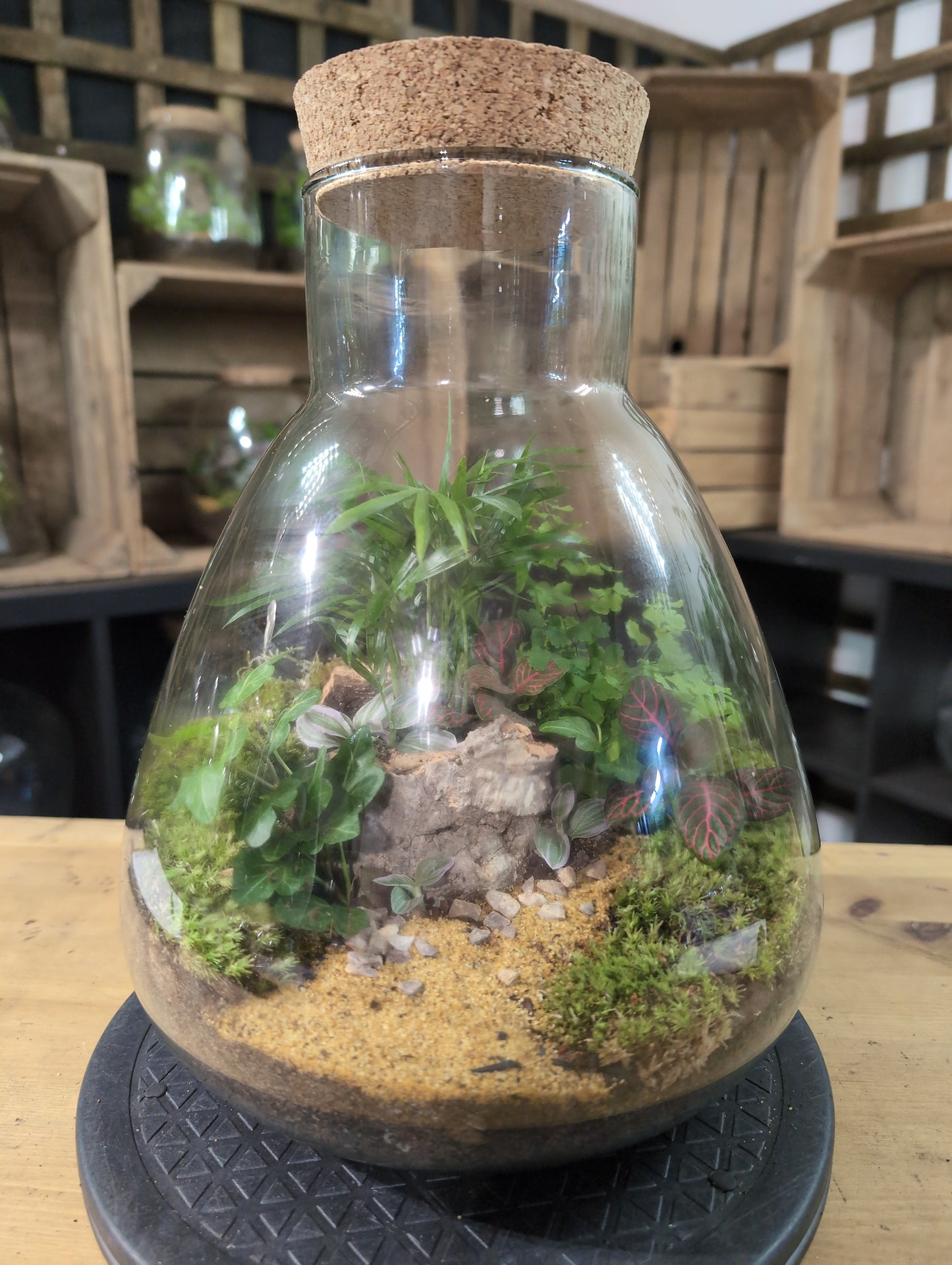 Premade Terrariums