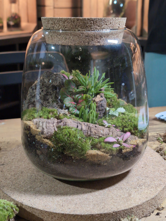 Ready-made Terrarium – Anna Jar