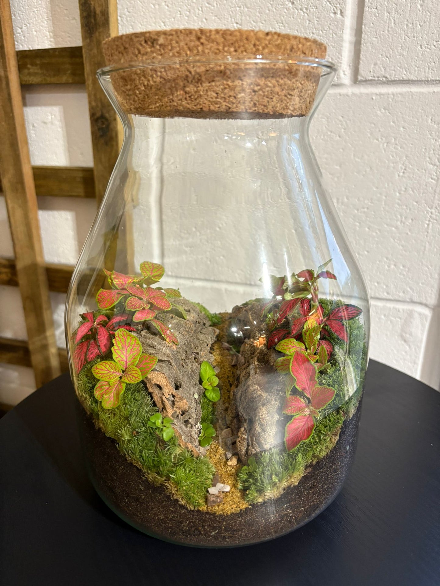 Ready-made Terrarium – Jamie Jar