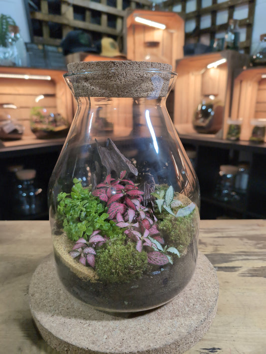 Ready-made Terrarium – Jamie Jar