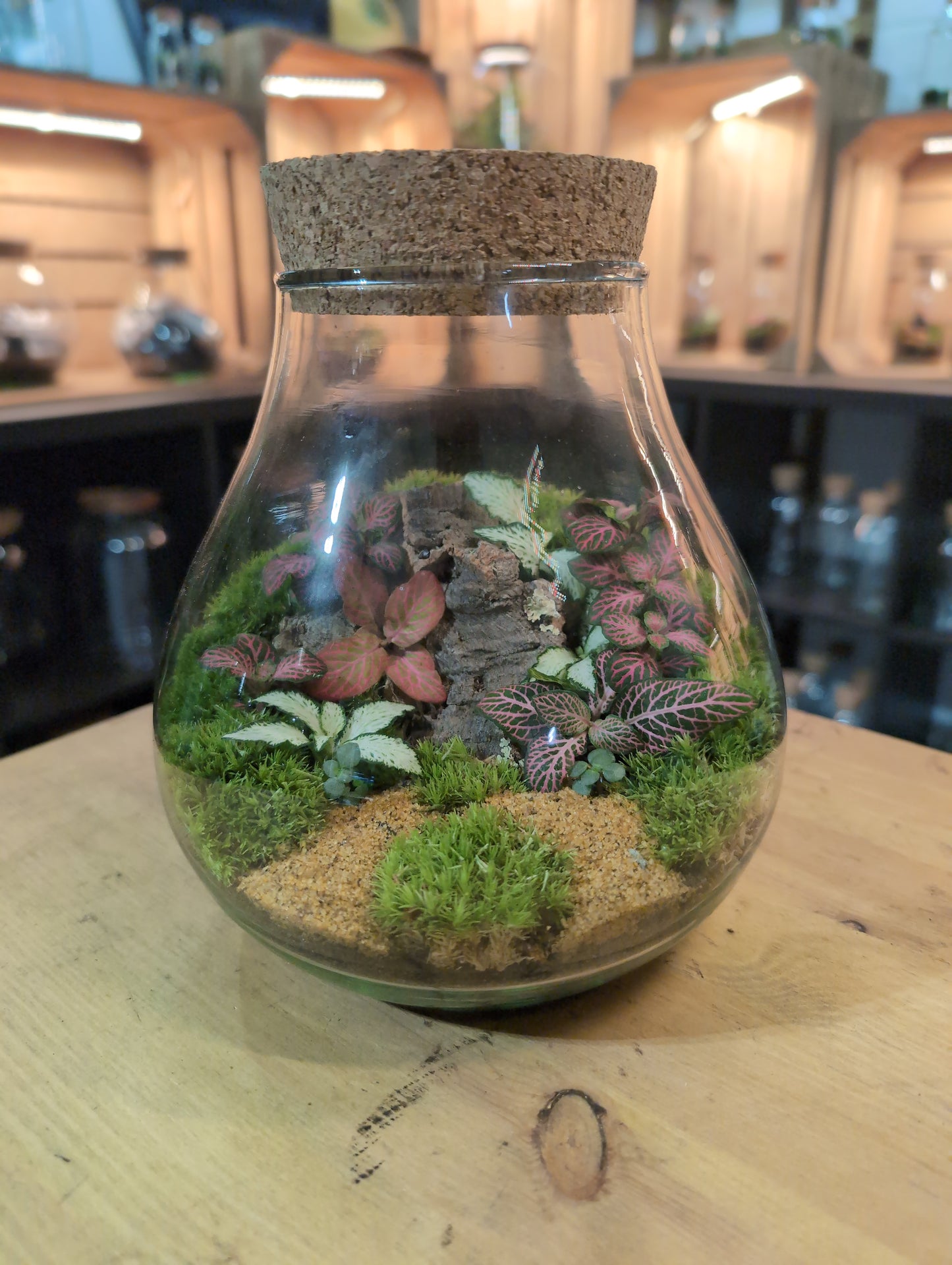 Ready-made Terrarium – Fran Jar