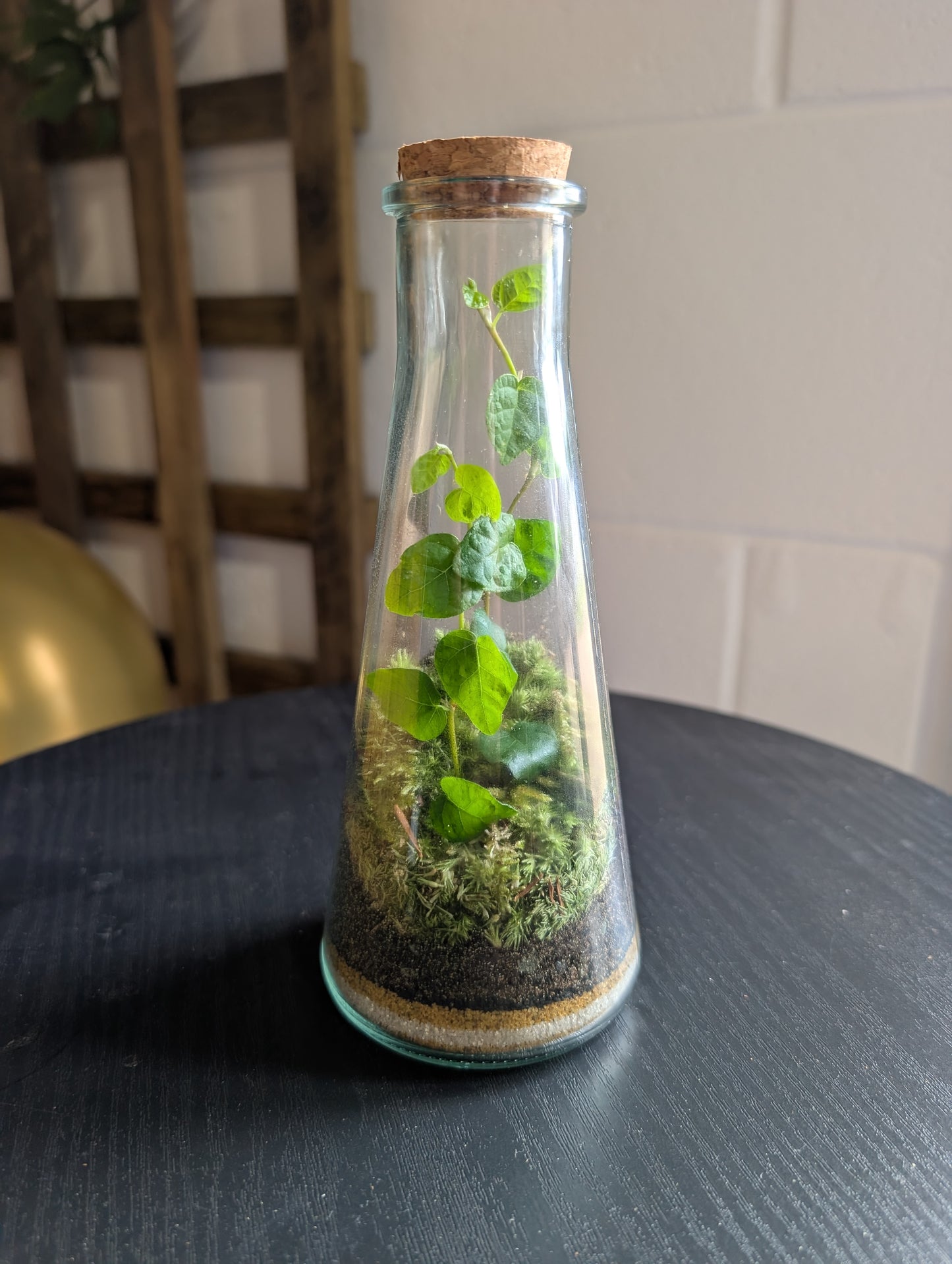Ready-made Terrarium - Tiny