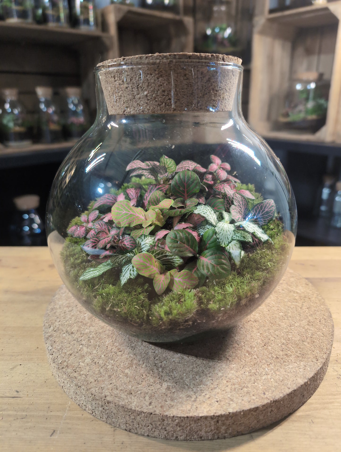 Ready-made Terrarium – George Jar