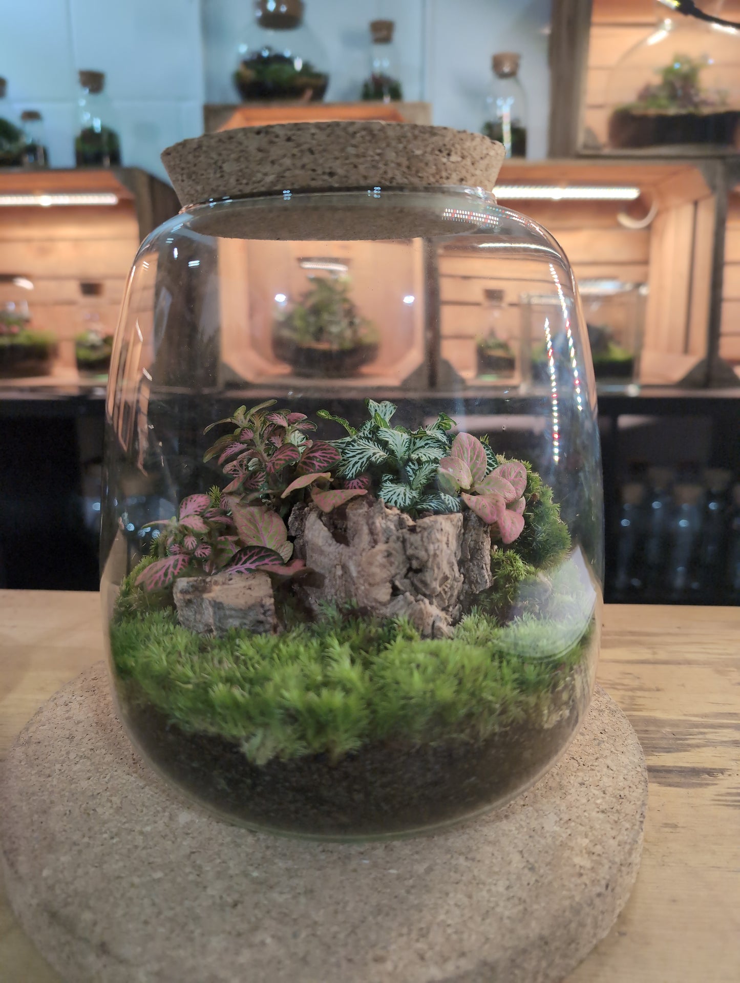 Ready-made Terrarium – Anna Jar