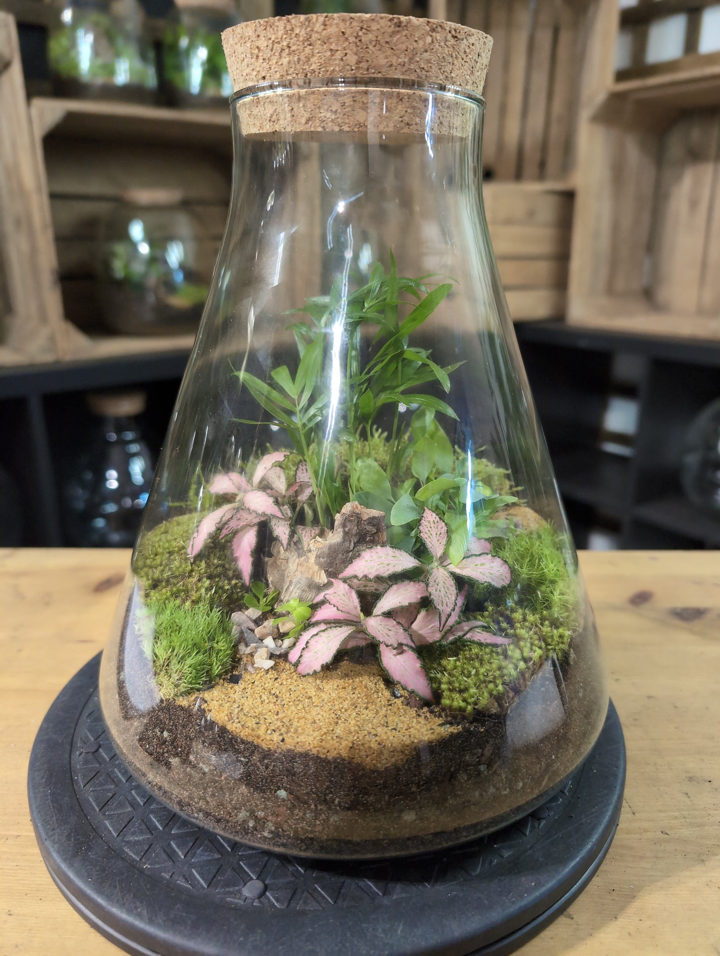 Premade Terrariums