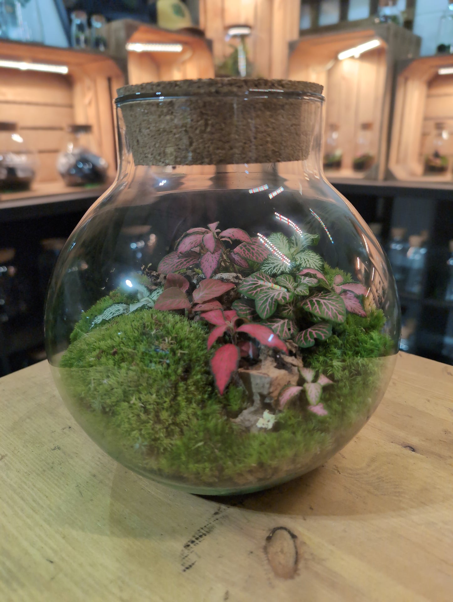 Ready-made Terrarium – George Jar