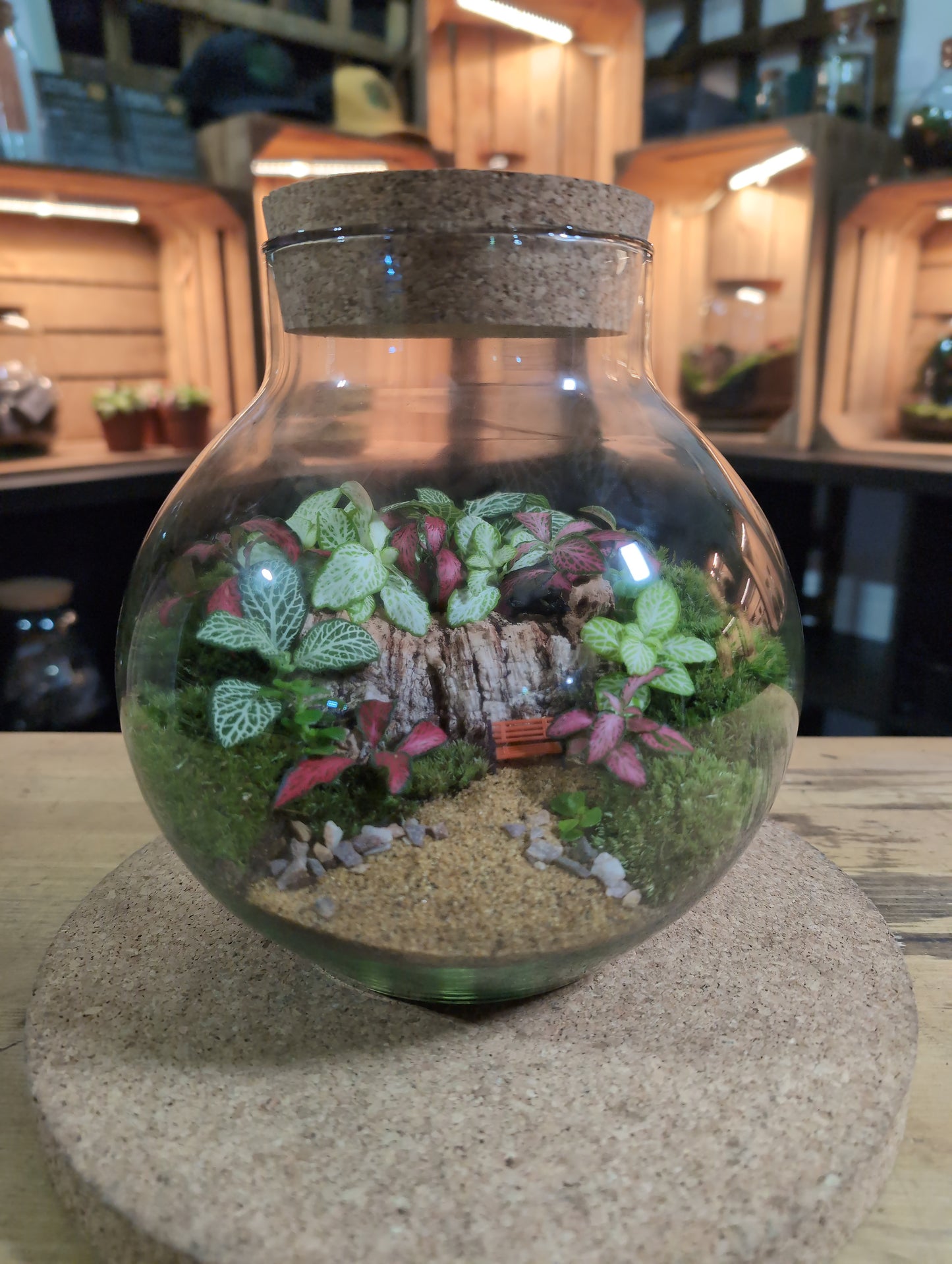 Ready-made Terrarium – George Jar