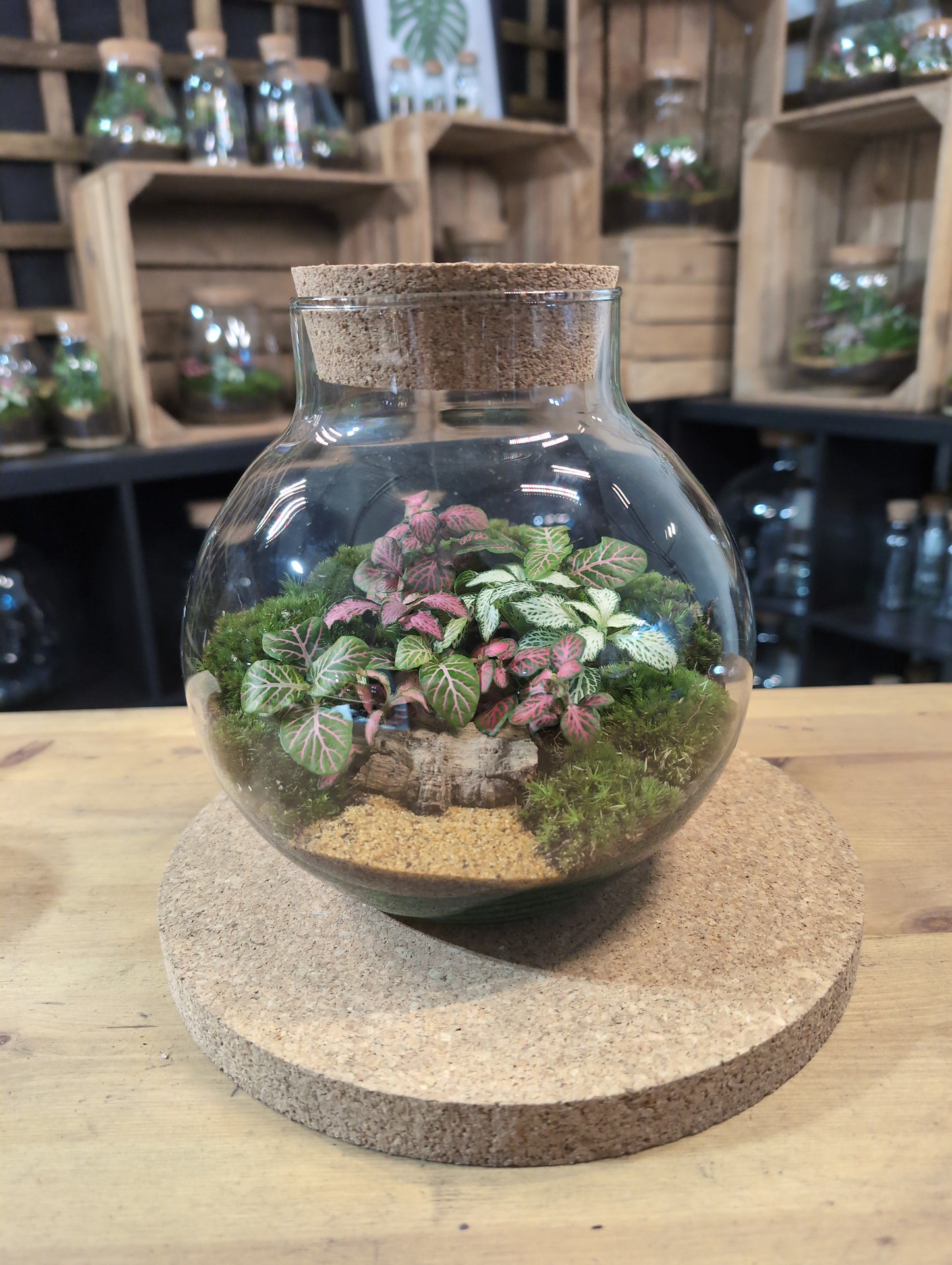 Ready-made Terrarium – George Jar