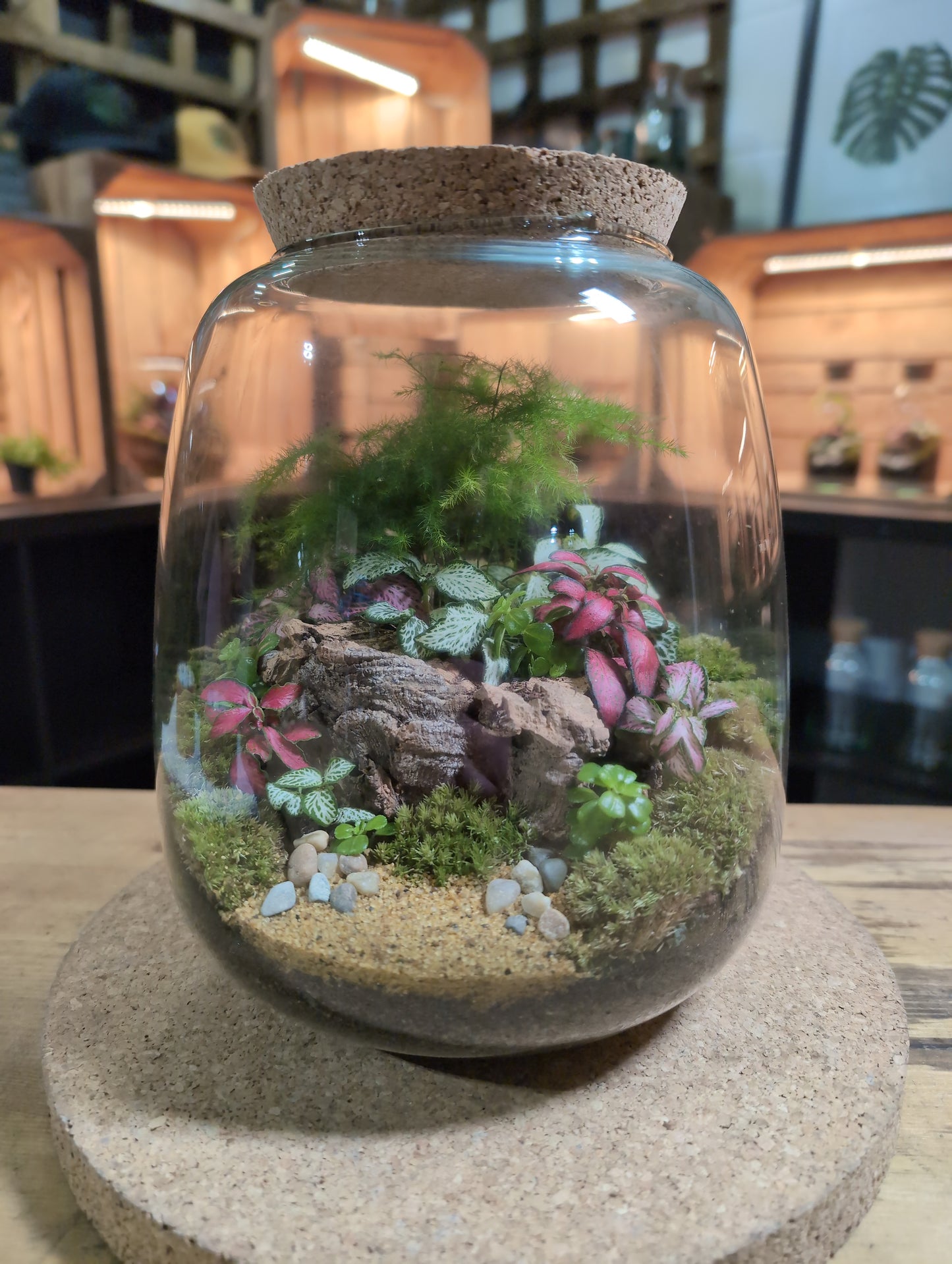 Ready-made Terrarium – Anna Jar