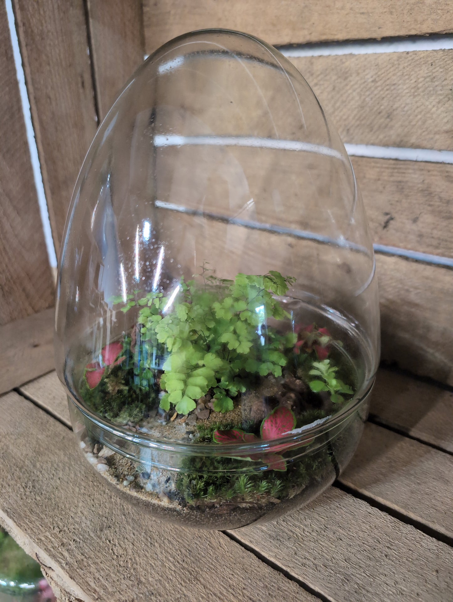 Ready-made Terrarium - 'Edmond'
