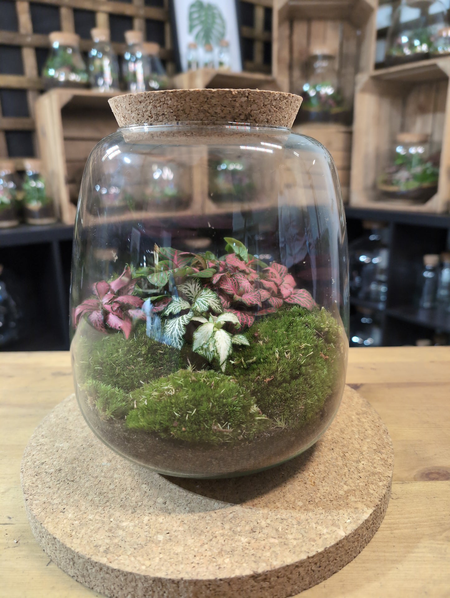 Ready-made Terrarium – Anna Jar