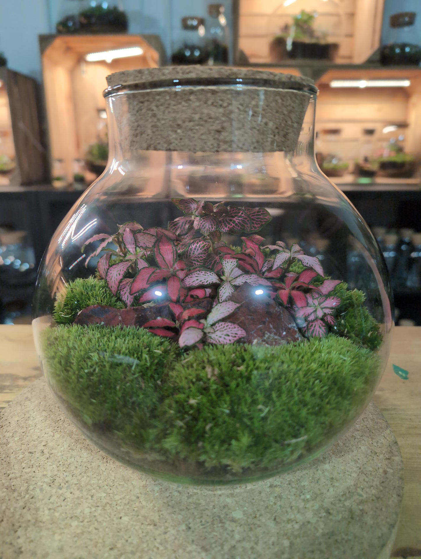 Ready-made Terrarium – George Jar