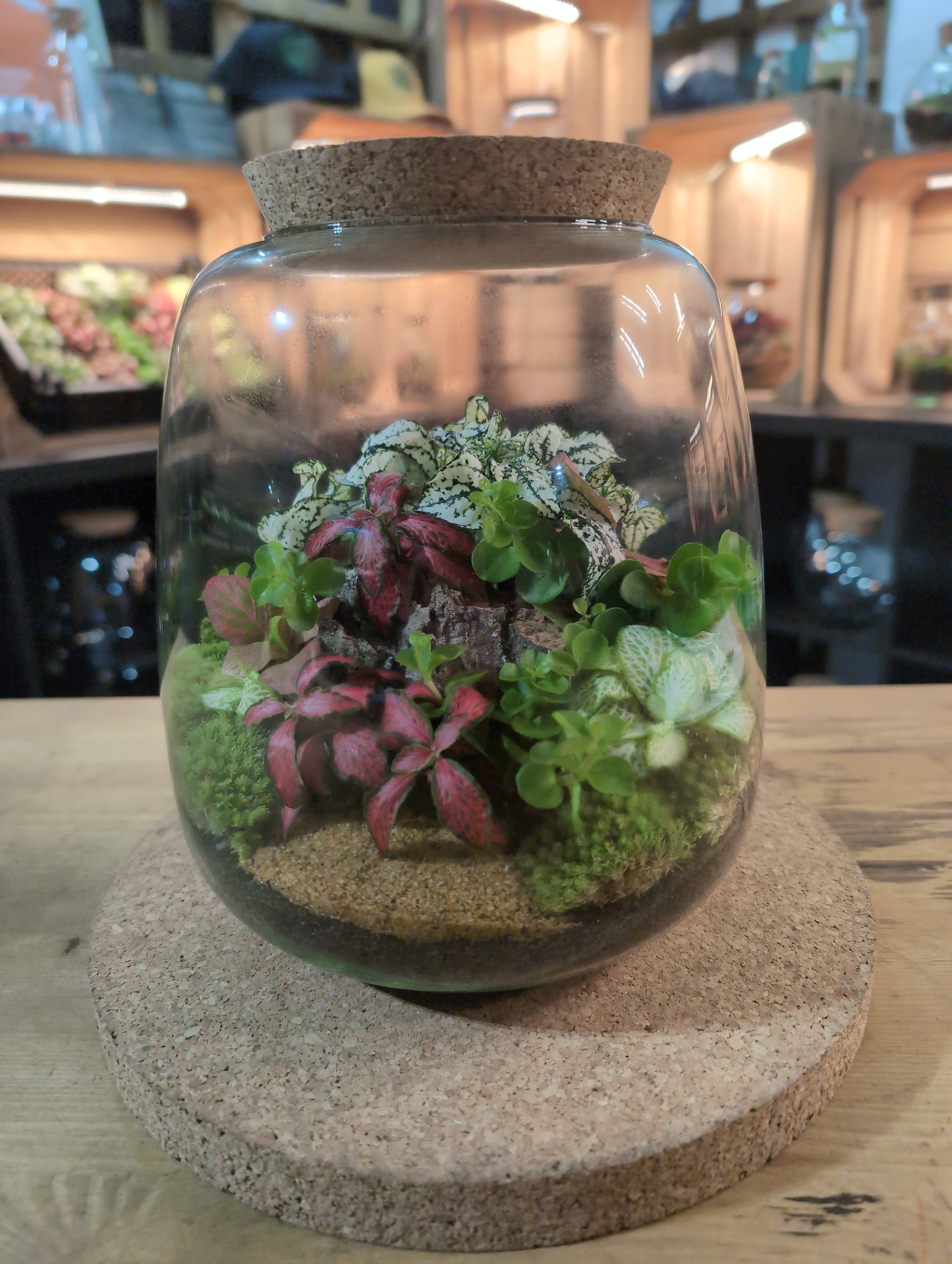 Ready-made Terrarium – Anna Jar