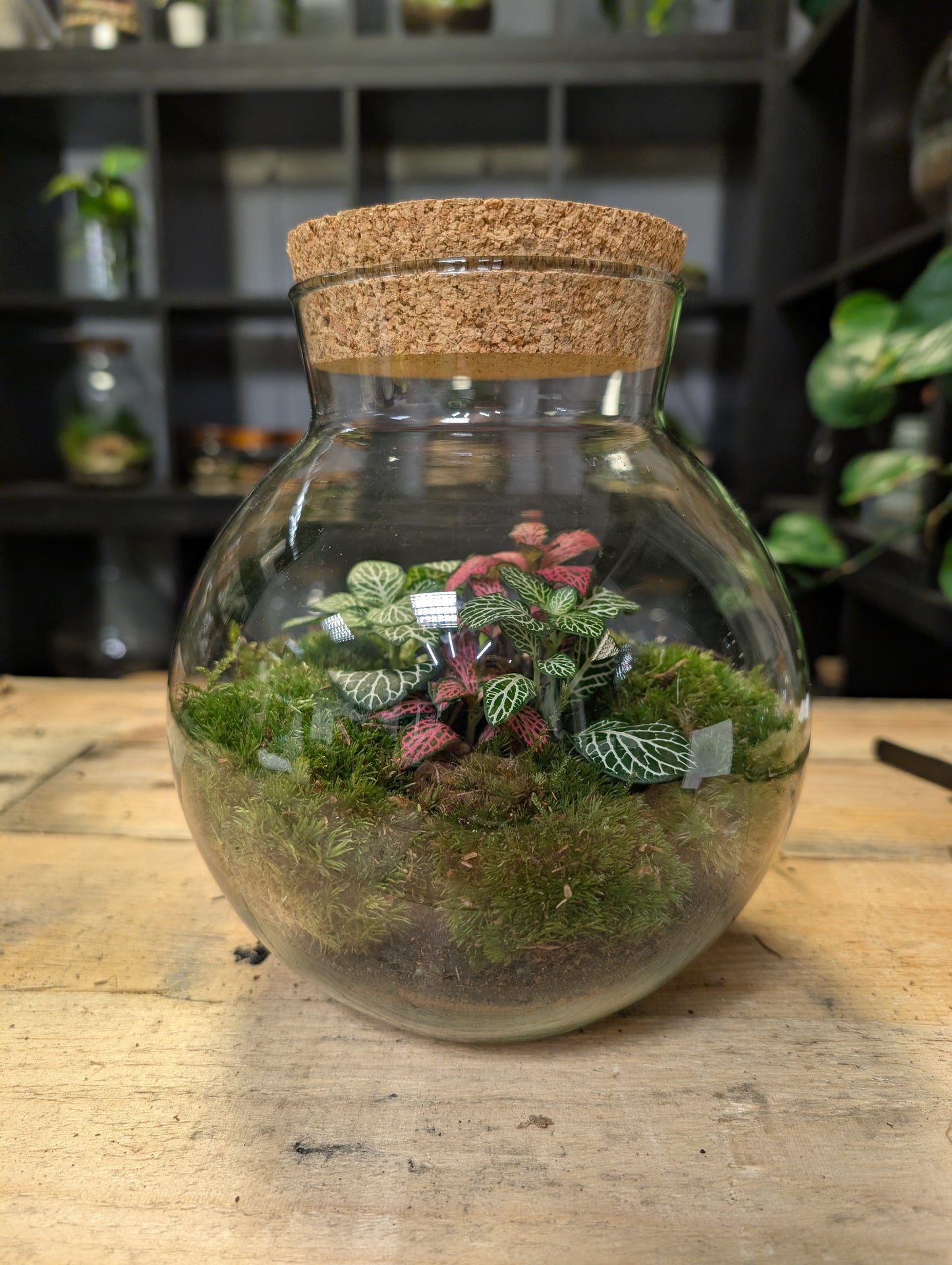 Ready-made Terrarium - 'Hamilton'