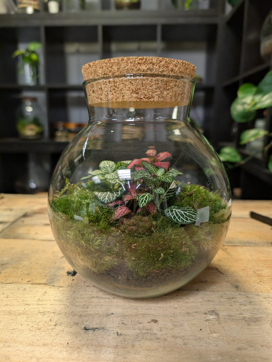 Ready-made Terrarium - 'Hamilton'