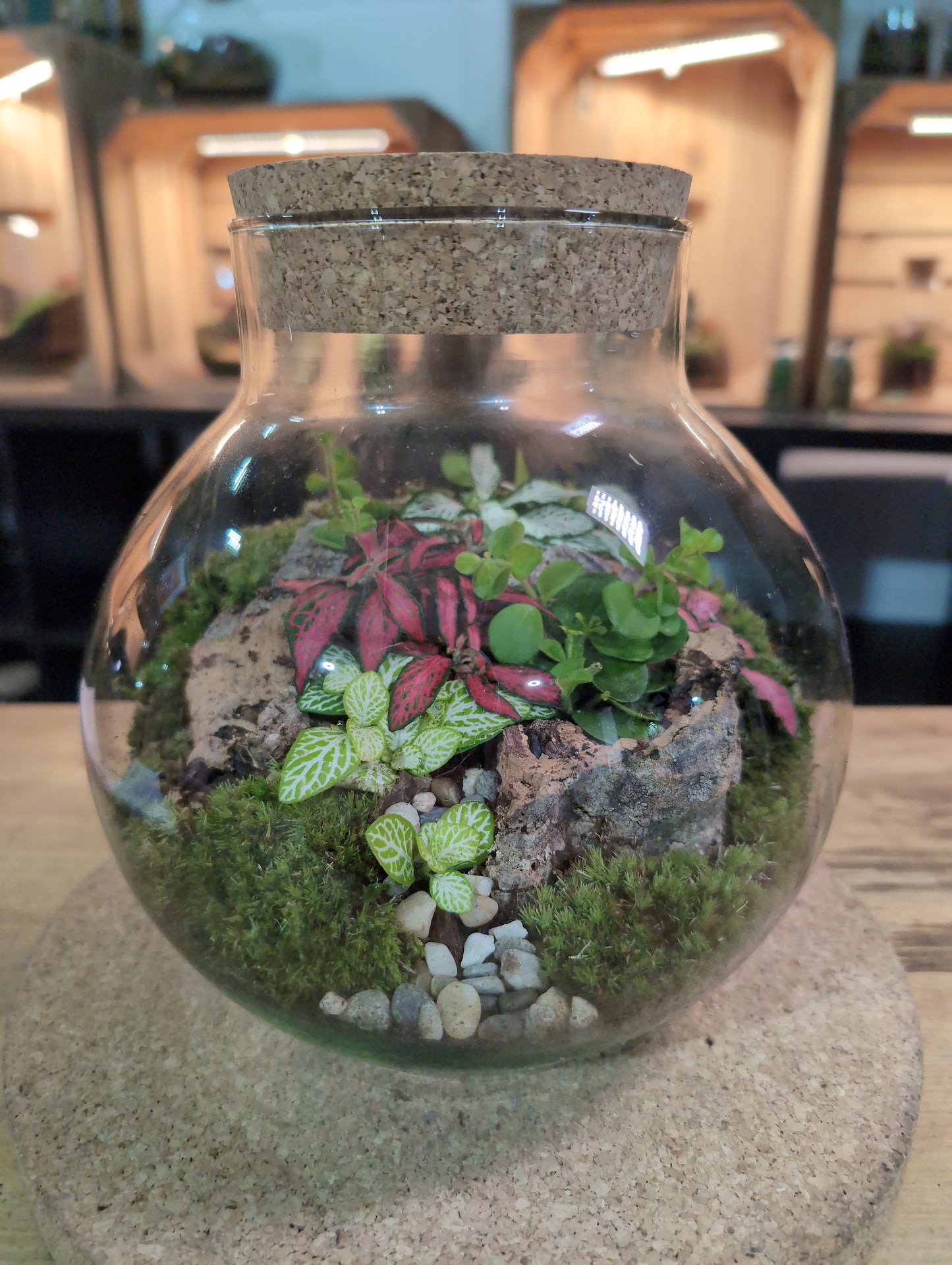 Ready-made Terrarium – George Jar