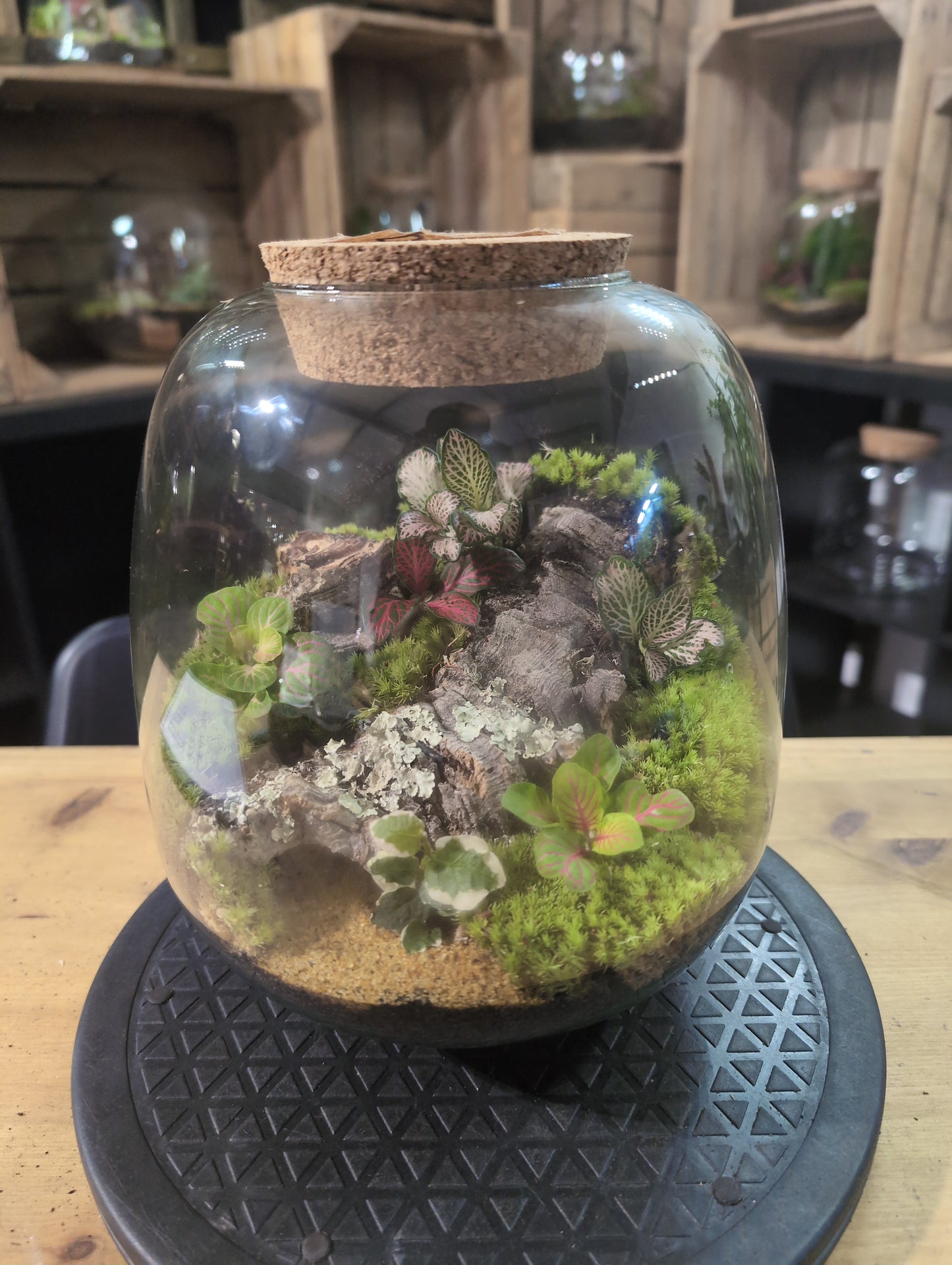 Premade Terrariums