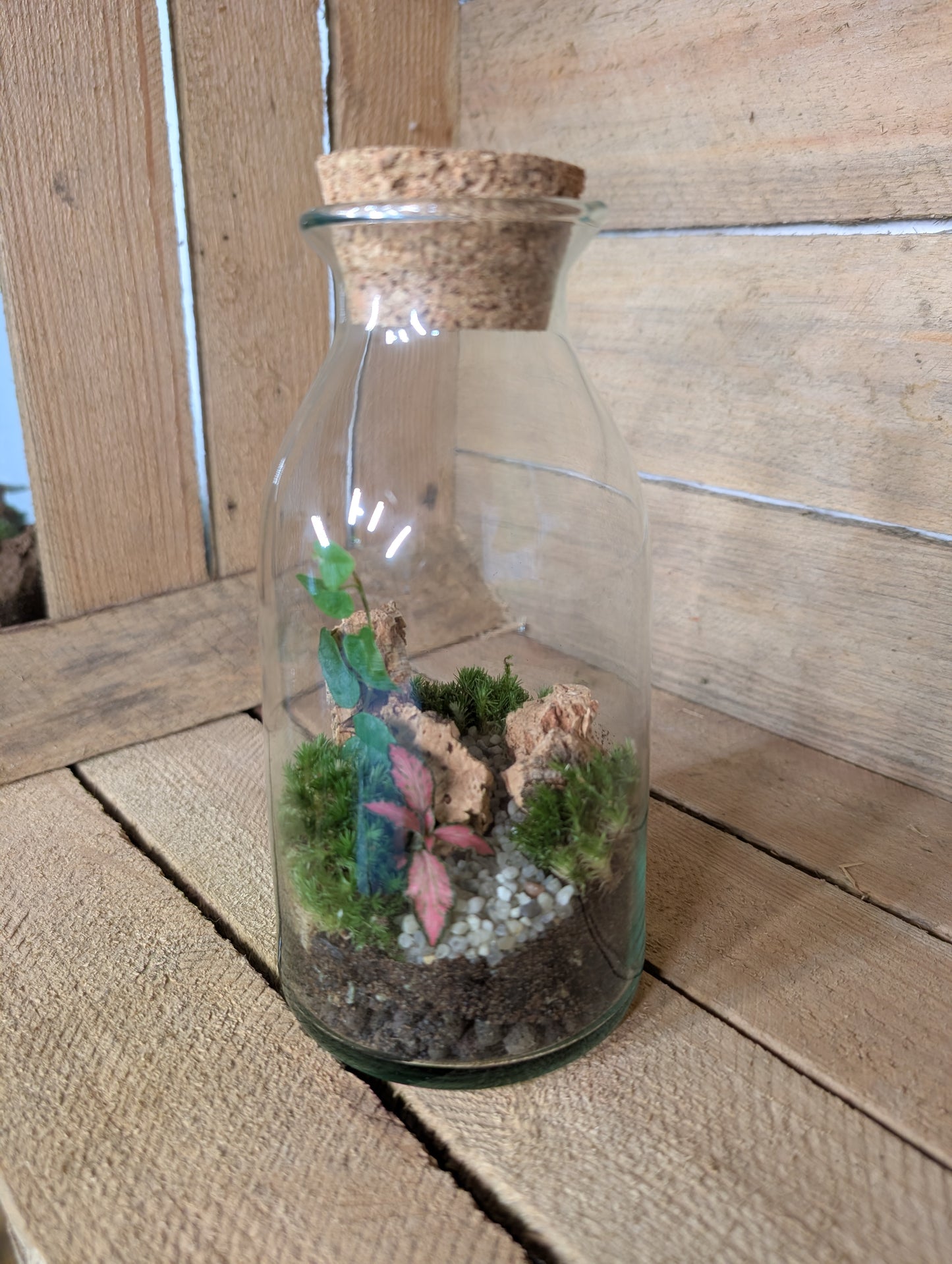 Ready-made Terrarium - 'Aaron'