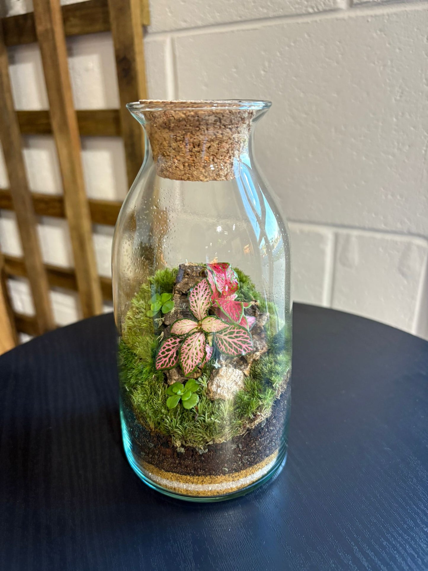 Ready-made Terrarium – Chloe Jar