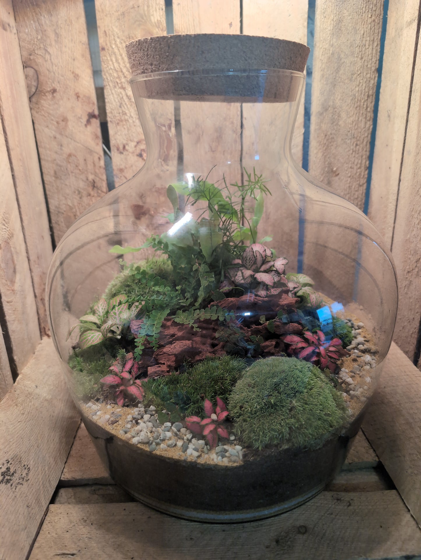 Ready-made Terrarium – Matthew Jar