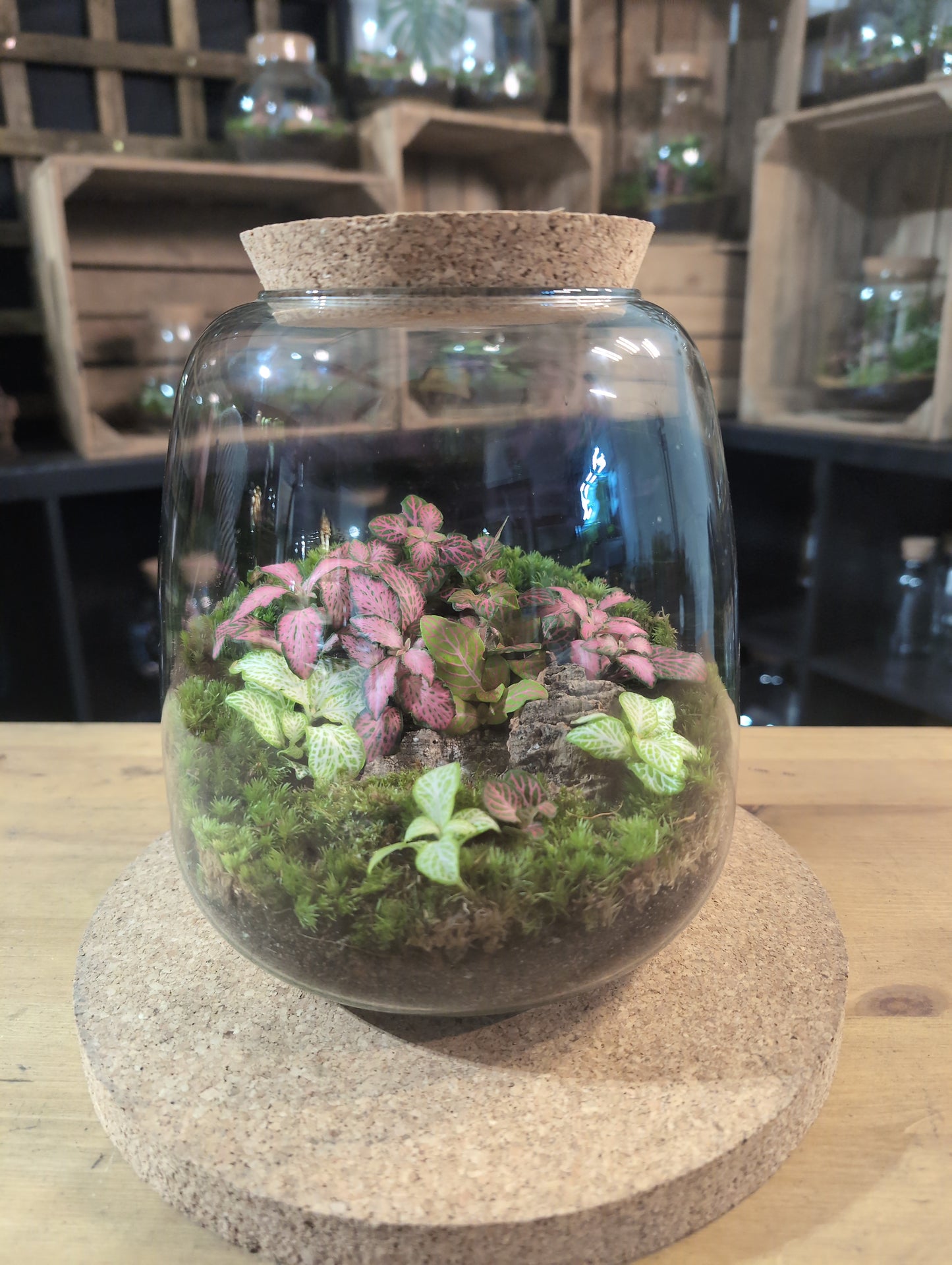 Ready-made Terrarium – Anna Jar