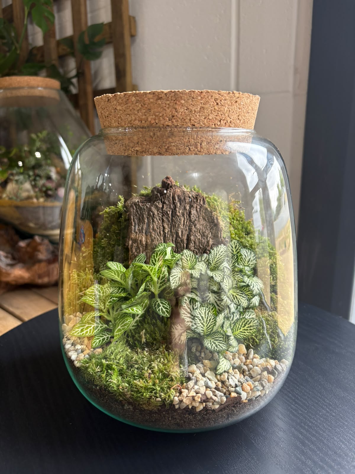Ready-made Terrarium – Anna Jar