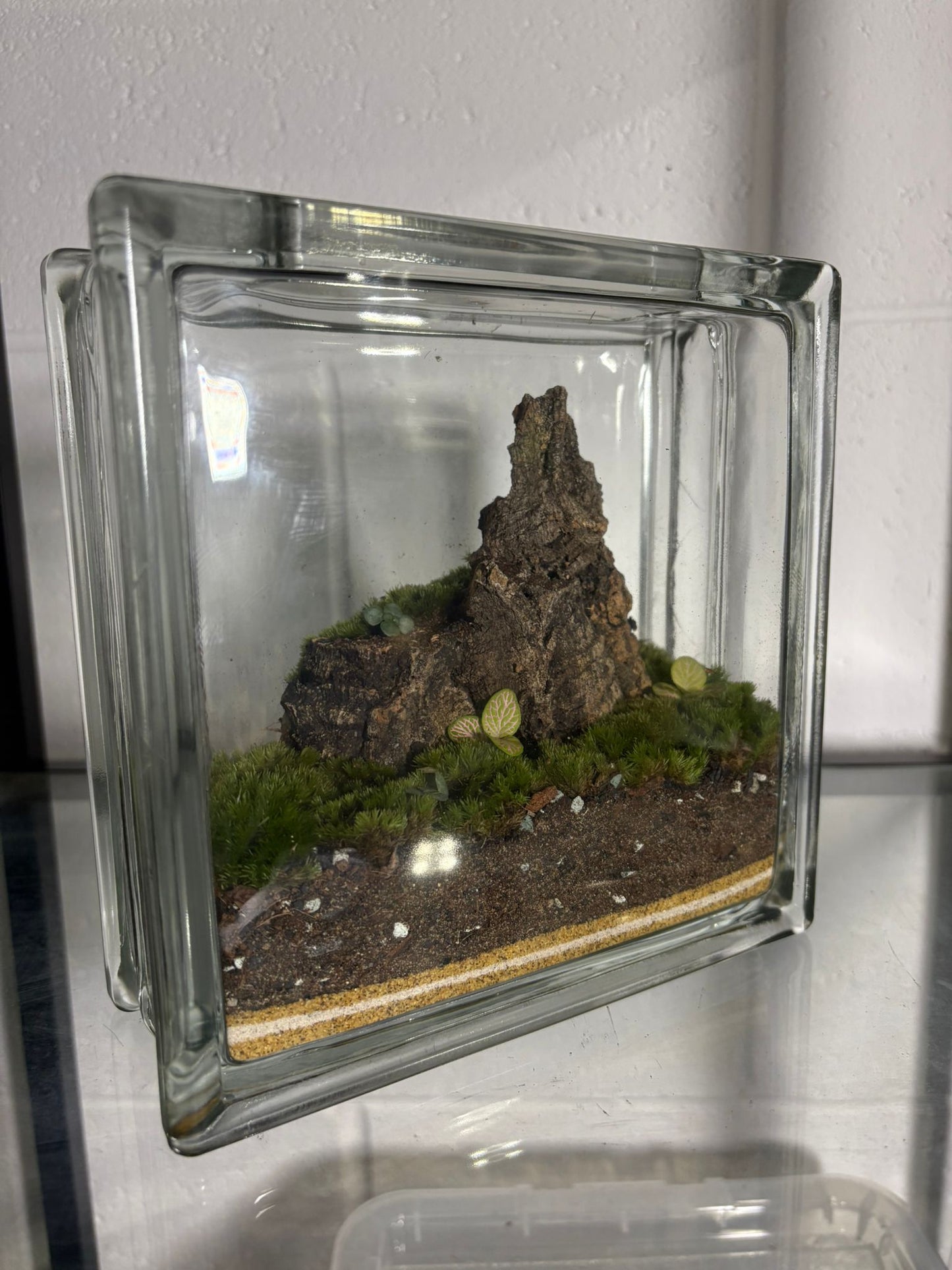 Mt. Matt - Ready Made Terrarium