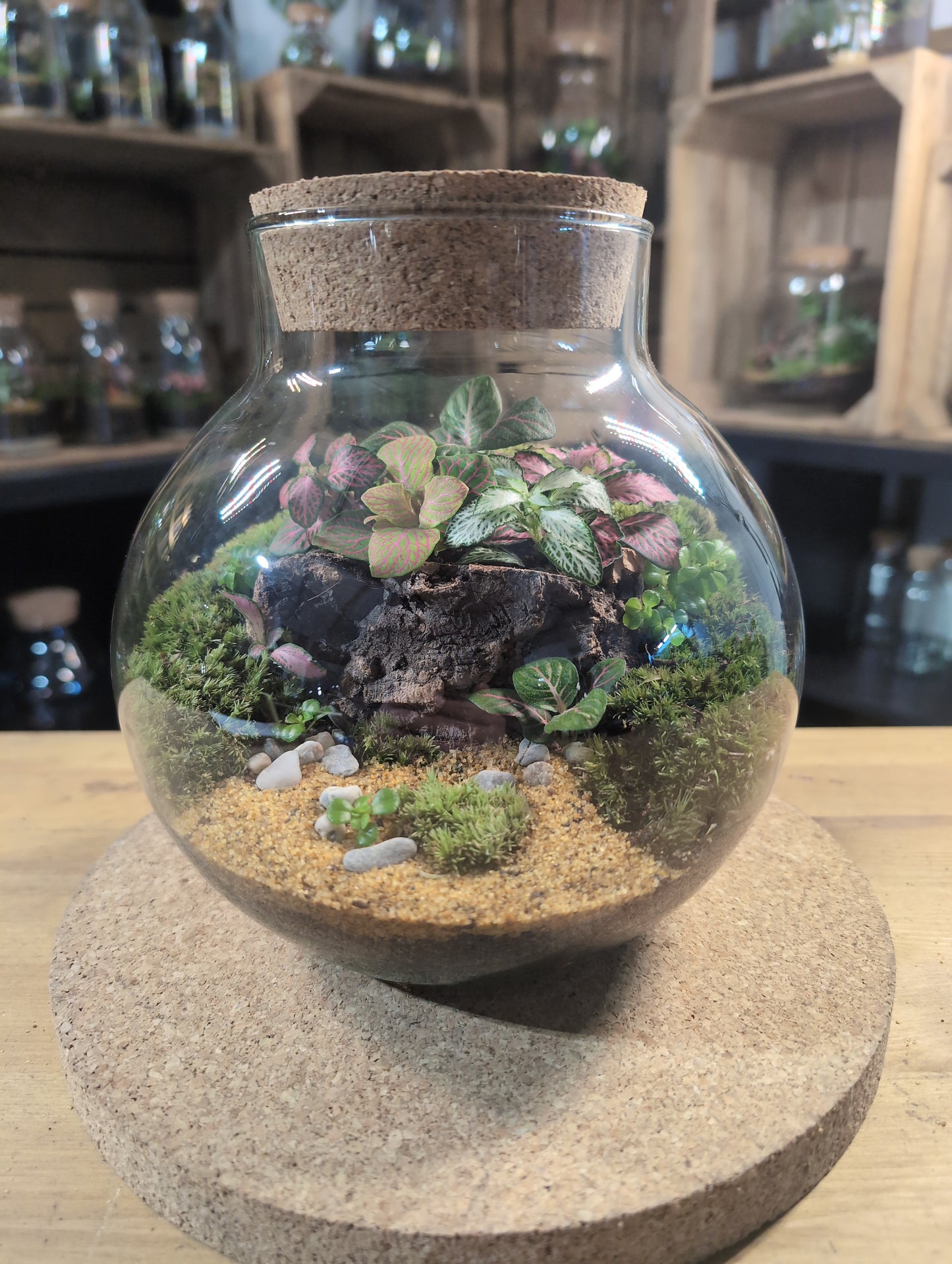 Ready-made Terrarium – George Jar